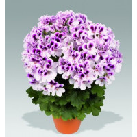 Pelargonium grandiflorum PAC® ´Aristo Petticoat´ / Muškát velkokvětý, bal. 6 ks sadbovač.