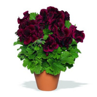 Pelargonium grandiflorum ´Aristo Schoko´ / Pelargonie velkokvětá červená, K7