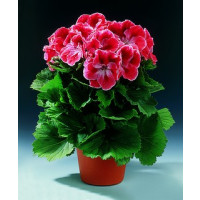 Pelargonium grandiflorum ´Mandarin´ / Pelargonie velkokvětá červená, K7
