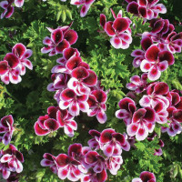 Pelargonium duft ´pac®Angels Perfume´  / Muškát vonný, K7
