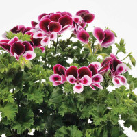 Pelargonium duft ´pac®Angels Perfume´  / Muškát vonný, K7