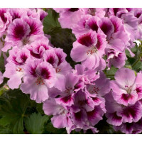 Pelargonium grandiflorum ´pac®Aristo® Orchid´  / Muškát velkokvětý, bal. 6 ks, 6xK7
