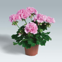 Pelargonium zonale ´pac®Emilia´  / Muškát kroužkovaný, bal. 6 ks, 6xK7