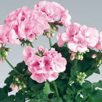 Pelargonium zonale ´pac®Emilia´  / Muškát kroužkovaný, bal. 3 ks, 3x K7