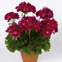 Pelargonium zonale ´pac®Flower Fairy® Velvet´  / Muškát kroužkovaný, bal. 3 ks, 3x K7