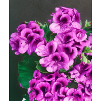 Pelargonium grandiflorum ´Clarion® ´Violet´/ Pelargonie, bal. 3 ks, 3x K7