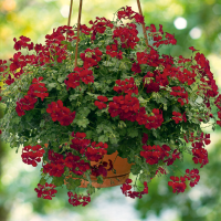 Pelargonium pelt. PAC® ´Happy Face Dark Red´ / Muškát, bal. 6 ks sadbovačů