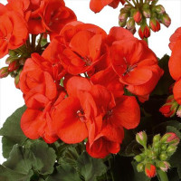 Pelargonium zonale ´pac®Morning Sun´  / Muškát kroužkovaný, bal. 3 ks, 3x K7