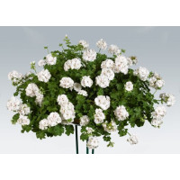 Pelargonium pelt. ´pac®White Pearl´  / Muškát, bal. 6 ks, 6xK7