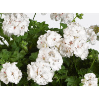 Pelargonium pelt. ´pac®White Pearl´  / Muškát, bal. 3 ks, 3x K7