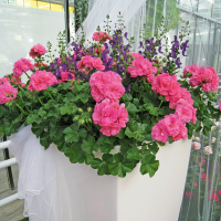 Pelargonium peltatum pac ´Pink Sybil´ / Muškát převislý, bal. 6 ks sadbovačů