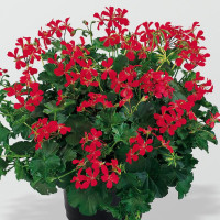 Pelargonium peltatum ´Ville de Paris Rot´ / Muškát převislý, bal. 6 ks, 6xK7