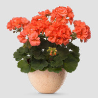 Pelargonium zonale ´pac®Stefanie´  / Muškát kroužkovaný, K7