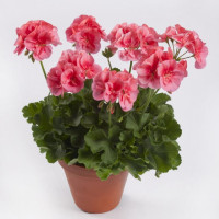 Pelargonium peltatum x zonale ´pac® TWOinONE® ´Peach´  / Muškát vzpřímený , bal. 3 ks, 3xK7