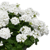 Pelargonium peltatum x zonale ´pac®TWOinONE® White / Muškát vzpřímený , K7