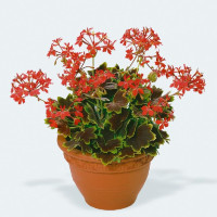 Pelargonium pac® Pelgardini® Vancouver Centennial / Muškát , K7