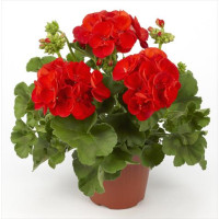 Pelargonium zonale ´pac®Victor´  / Muškát kroužkovaný, bal. 6 ks sadbovačů