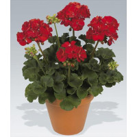 Pelargonium zonale ´pac®Victor´  / Muškát kroužkovaný, bal. 6 ks, 6xK7