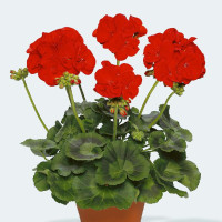 Pelargonium zonale pac® ´Victoria´ / Muškát , bal. 6 ks sadbovačů
