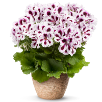 Pelargonium grandiflorum PAC® ´Aristo Purple Stripes´ / Muškát velkokvětý, K7