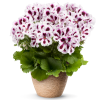 Pelargonium grandiflorum PAC® ´Aristo Purple Stripes´ / Muškát velkokvětý, bal. 3 ks, 3x K7