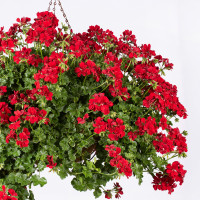 Pelargonium peltatum pac®´Becky´ / Muškát převislý, bal. 6 ks, 6xK7