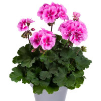 Pelargonium zonale pac®´Belinda´ / Muškát , bal. 3 ks, 3xK7