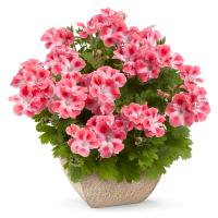 Pelargonium hybr. ´Candy Flowers Peach Cloud´ / Pelargonie hybrid, K7