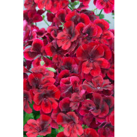 Pelargonium grandiflorum Clarion®Dark Red´  / Muškát velkokvětý, bal. 3 ks, 3x K7