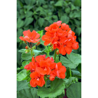 Pelargonium x zonale Grandeur® ´Classic Orange´ / Pelargonie , K7
