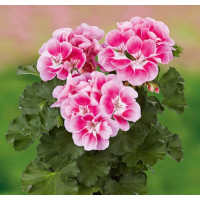 Pelargonium x zonale Grandeur® Dark Pinkberry / Pelargonie , K7