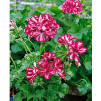 Pelargonium peltatum ´Double Bicolor Magenta´®  / Muškát převislý, bal. 6 ks sadbovačů