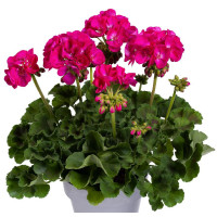 Pelargonium zonale ´pac®Ellen´  / Muškát kroužkovaný, bal. 6 ks, 6x K7