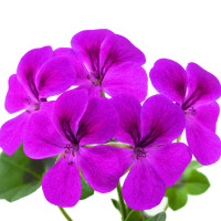 Pelargonium pelt. ´Gerainbow® Magenta´/ Muškát, K7