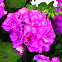Pelargonium pelt. Grandeur® ´Ivy Arctic Rose´ / Muškát převislý, bal. 6 ks sadbovačů