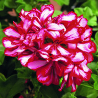 Pelargonium pelt. ´Grandeur® ´Ivy Arctic Scarlet´/ Muškát převislý, bal. 6 ks sadbovačů