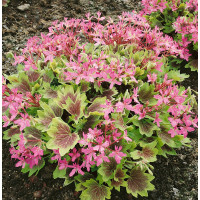 Pelargonium x spec. ´Lotusland´ / Muškát , K7