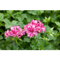 Pelargonium pelt. ´Mexica Amy´ / Muškát převislý, bal. 3 ks, 3x K7