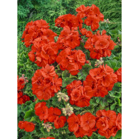 Pelargonium cultivars Grandeur® ´Pure Orange´  / Muškát, bal. 3 ks, 3x K7