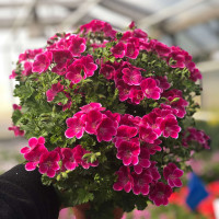 Pelargonium crispum ´pac® Angeleyes® Magenta´  / Muškát anglický, bal. 6 ks sadbovačů