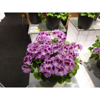 Pelargonium grandiflorum ´pac®Aristo® Orchid´  / Muškát velkokvětý, bal. 6 ks sadbovačů