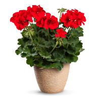 Pelargonium peltatum x zonale pac.TWOinONE® ´Scarlet Kiss´ / Muškát, bal. 3 ks, 3x K7