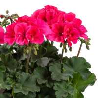Pelargonium pelt.x zonale ´TwoinOne®Compact Coral´  / Muškát převislý, bal. 6 ks sadbovačů