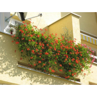 Pelargonium pelt. ´Balcon Imperial´ / Muškát převislý, bal. 6 ks, 6x K7