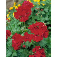 Pelargonium pelt. Happy Face® Velvet Red® / Muškát převislý, bal. 6 ks, 6x K7