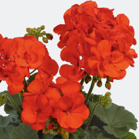 Pelargonium zonale ´Shocking Orange´ / Pelargonie páskatá , bal. 6 ks, 6x K7