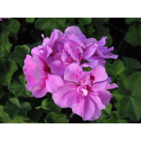 Pelargonium pelt. PAC® ´Amelit´ / Muškát převislý, bal. 6 ks sadbovačů