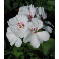 Pelargonium pelt. ´Blanche Roche´ / Muškát převislý, bal. 3 ks, 3xK7