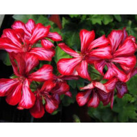 Pelargonium pelt. PAC® ´Global Stars and Stripes´ / Muškát převislý, bal. 6 ks sadbovačů