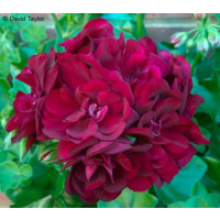 Pelargonium pelt. PAC® ´Tomgirl´ / Muškát převislý, bal. 6 ks, 6x K7